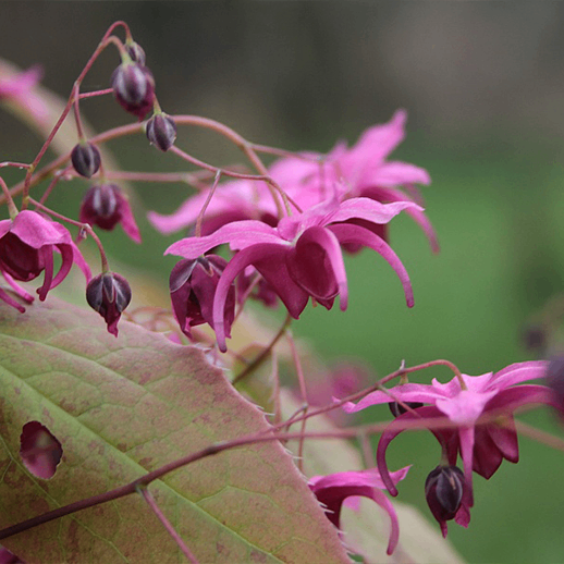 Haematococcus Pluvialis