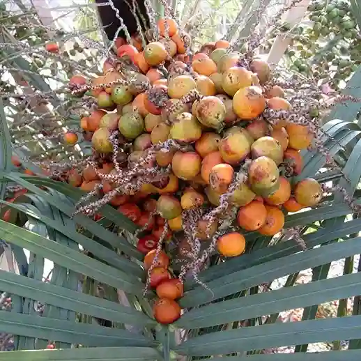 Maqui Berry